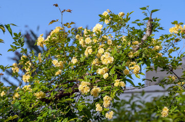 Lady Banks (Rosa banksiae) is an evergreen climbing rose with primrose yellow flowers

