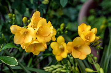 Yellow freesia flowers, perennial flowering bulbs - obrazy, fototapety, plakaty