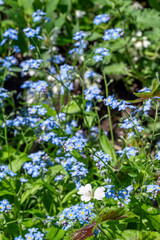 Blue forget me not flowers, Myosotis