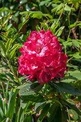 Rhododendron Benikomachi, a Japanese deep red to deep pink flowered shrub	