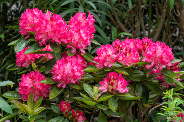 Rhododendron 'Benikomachi' a Japanese variety with bright pink flowers