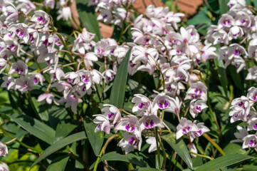 Dendrobium kingianum, an orchid native to Australia