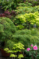 Varieties of Japanese maple trees growing in a garden and showing different leaf formations