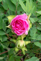 Beautiful pink tree peony Paeonia suffruticosa 'Hanaasobi', a Japanese variety
