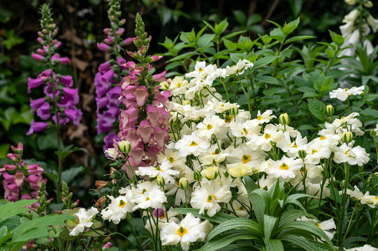 A Herbaceous Border In A Garden With Butterfly Ranunculus And Foxgloves Putting On A Colorful Display