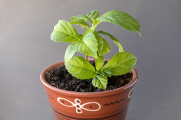 A homemade young hydrangea with tender leaves grows in a ceramic pot with soil. A gray isolated background.