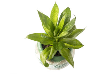 Home ornamental plant Sansevieria in a ceramic planter, top view.White isolated background.