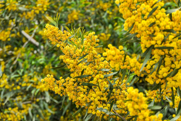 Yellow blossoms of a flowering Cootamundra wattle Acacia baileyana tree closeup on a blurred background