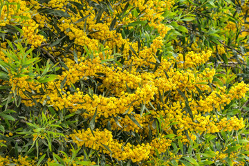 Yellow blossoms of a flowering Cootamundra wattle Acacia baileyana tree closeup on a blurred background - obrazy, fototapety, plakaty