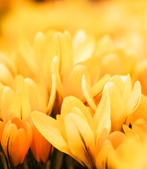 Yellow crocus flowers. Macro floral background for holiday design