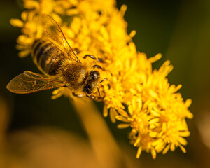 Eine Biene auf einer gelben Pflanze im Abendlicht!