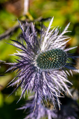 Eryngium alpinum flower growing in meadow