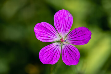 Geranium palustre flower in meadow, macro