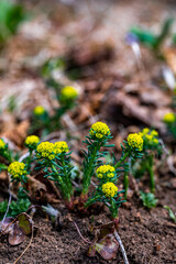 Euphorbia cyparissias flower growing in meadow, close up	