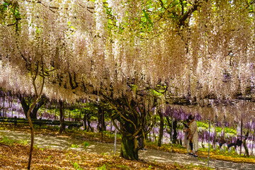 小倉の池のフジ