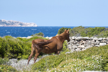 Cavalli di Caprera, Sardegna