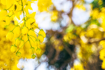 Yellow flowers in bloom. Beautiful bouquet with tropical flowers and plants on white background. Yellow wisteria.