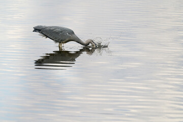 Graureiher in einem flachen Gewässer bei der Nahrungssuche, Ardea cinerea schlägt zu