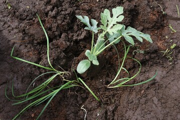 Watermelon planting in the vegetable garden. When green onions are planted as a companion plant, pest control, disease prevention and growth promotion can be expected due to the mixed planting effect.