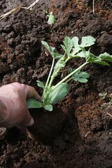 Watermelon planting in the vegetable garden. When green onions are planted as a companion plant, pest control, disease prevention and growth promotion can be expected due to the mixed planting effect.