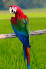 Macaw bird perching on perch and blurred nature background.