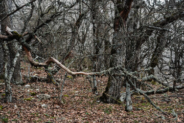 Forest at foot of Ilyas-Kaya Mountain. Crimea