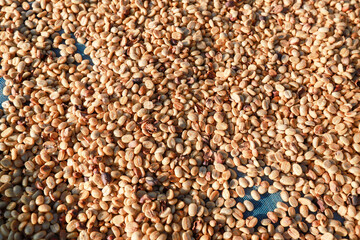 honey process arabica coffee drying yard .harvesting Robusta and arabica  coffee berries by...