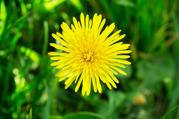 yellow flower Odesa Ukraine