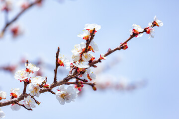 Blossoming of cherry flowers in spring time against blue sky