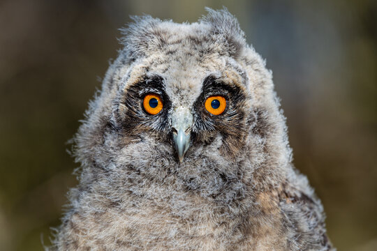 Close-up of a young Long-eared Owl with its pretty orange eyes. Asio otus.