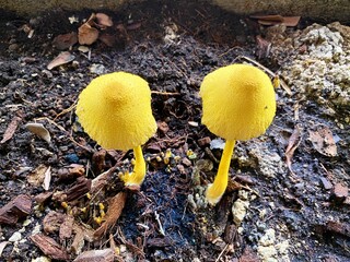 mushrooms in the forest. Yellow fungus.