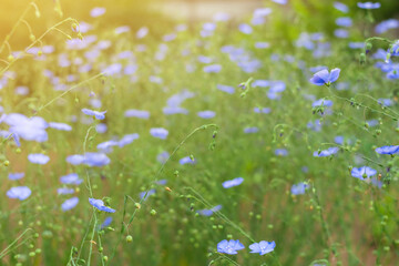 Wild cute tiny blue flowers bloom on spring summer field, flax plant on home farm, natural herbal...