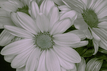 Daisies in the plain colors