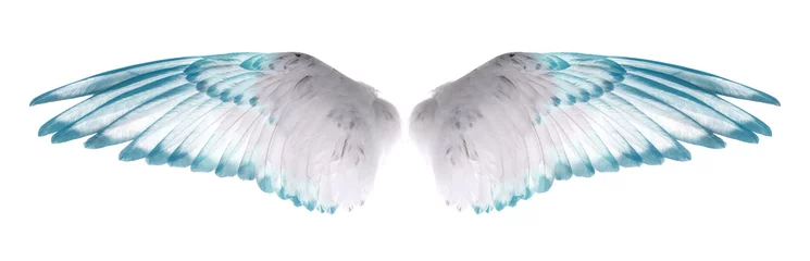 Zelfklevend Fotobehang wings of bird isolated on white background. © sangsiripech