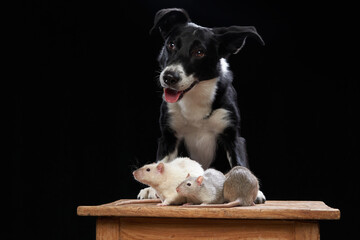 dog and rats together on a black background. Pet relationships. Animals in the studio