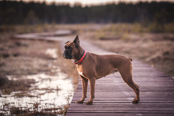 beautiful boxer dog in nature in an eco park