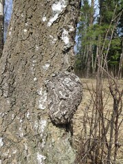 Inonotus obliquus, chaga, birch mushroom on a tree trunk in the forest. antitumor and gastritis agent, medicinal plant, herbal tea