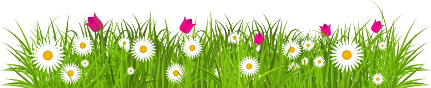 Grass, tulips and daises. Green flowering meadow. Spring and summer