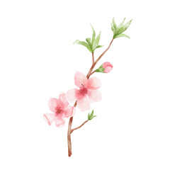 Branch of Cherry blossom illustration. Watercolor painting sakura isolated on white background. Japanese flower