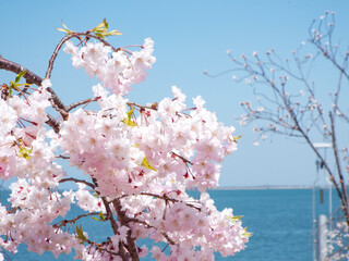 水辺の青が背景の満開の桜