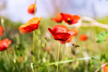Wild red poppy flowers growing in green grass. Bee flyes to poppy flower. Close-up. Selective focus, blurred background.
