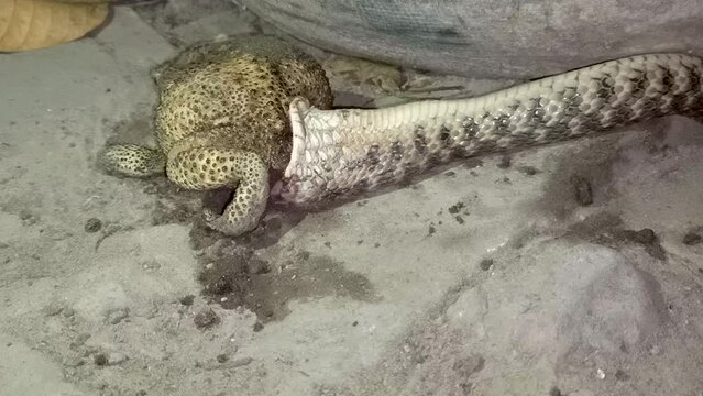 Video footage of a rat-snake hunting a frog larger than its mouth at night