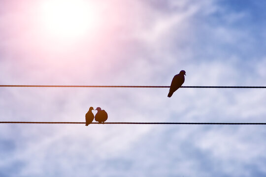 Bird silhouette in heart shape on natural sky background in lens flare and Valentine's Day concept