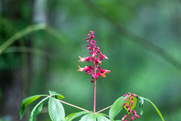 red and yellow flower