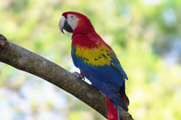 Image of a Scarlet Macaw, Ara macao, shown perched. Photo taken in Chiriqui, Panama.