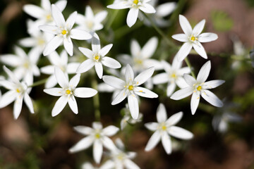 オーニソガラムウンベラータムの白い花