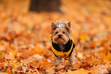 yorkshire terrier in clothes walks in the autumn park