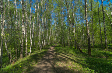Fototapeta premium Path in the spring forest.