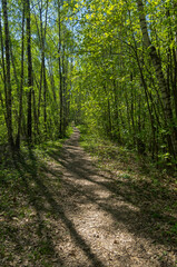 Fototapeta na wymiar Path in the spring forest.