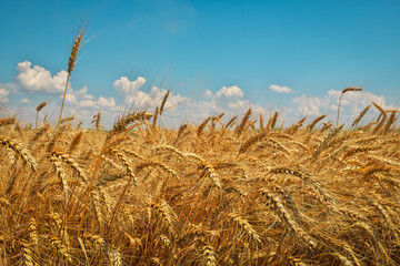 Golden wheat field and blue cloudy sky.